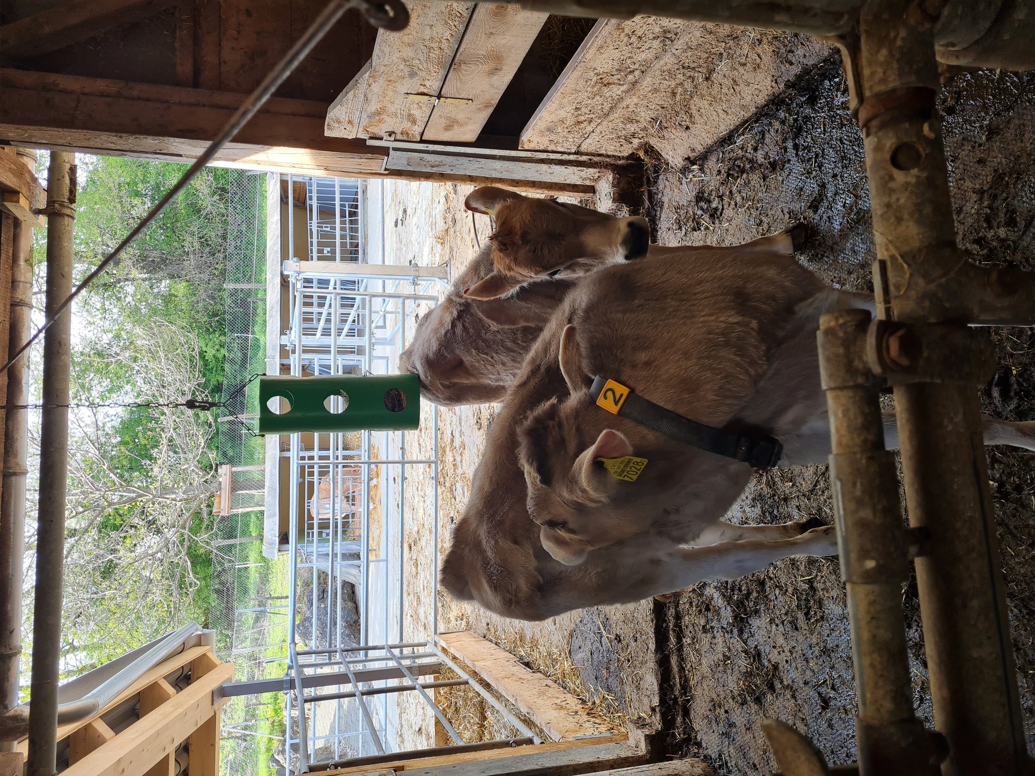 Zu Besuch auf dem Nüeltschehof