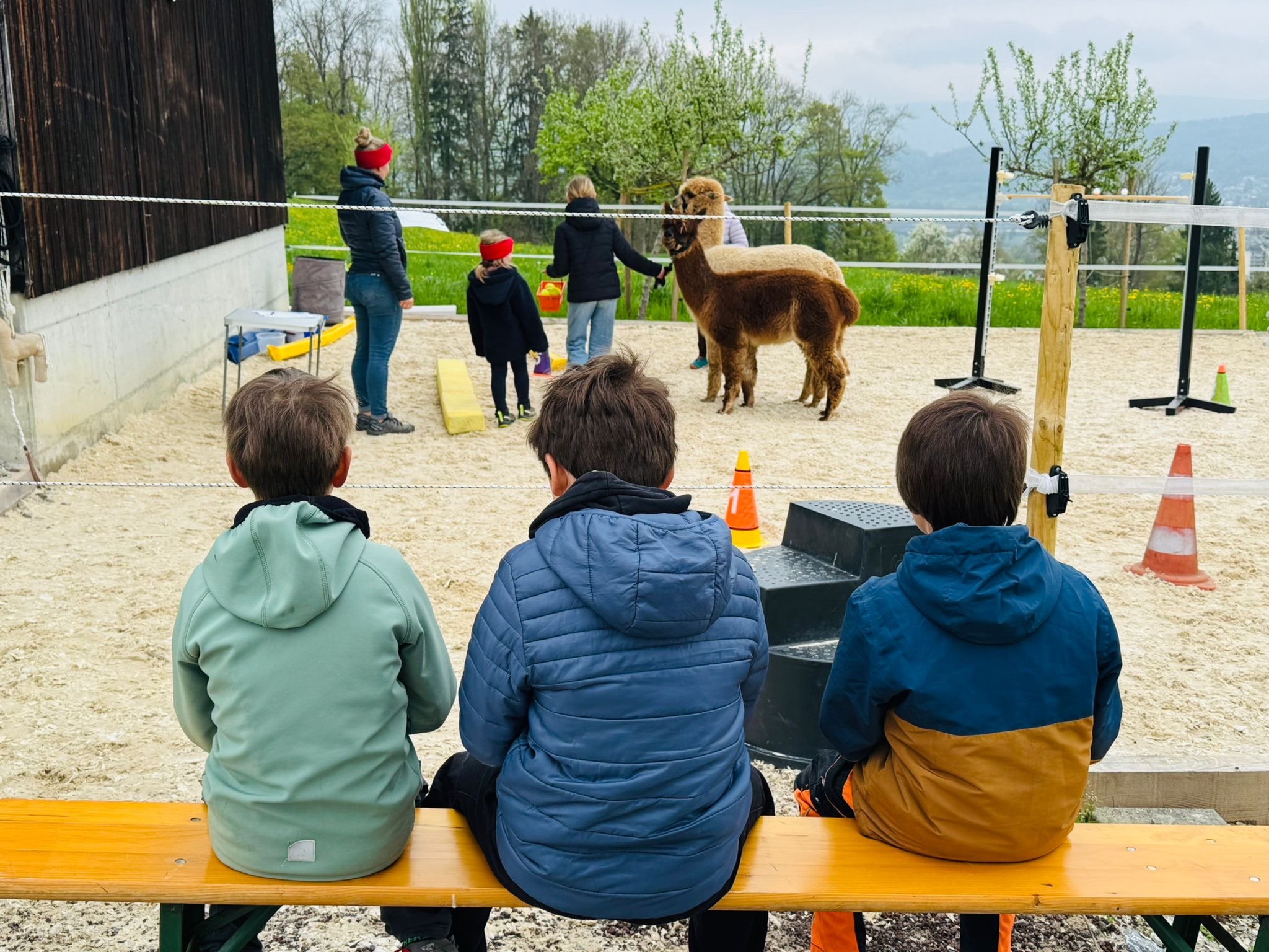 Besuch auf dem Alpakahof