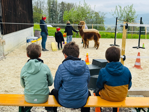 Besuch auf dem Alpakahof