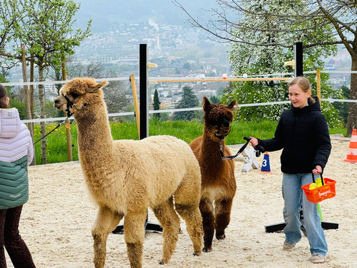 Besuch auf dem Alpakahof